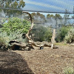 Snow Leopard Exhibit (Mist Spray)
