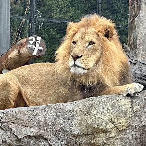 Zuberi (African Lion)