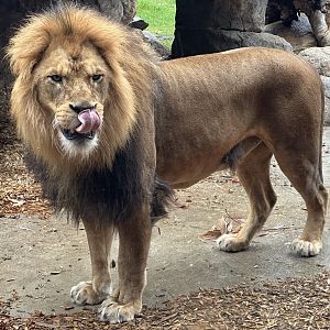 Ndidi (African Lion)