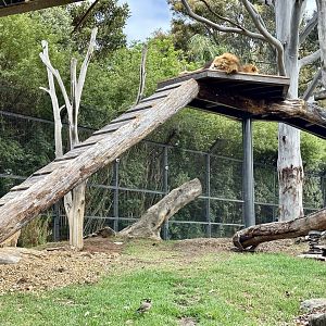 African Lion Platform