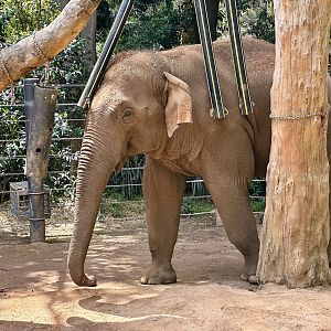 Luk Chai Wind Chimes