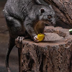 New Guinea ground cuscus (Phalanger gymnotis leucippus)