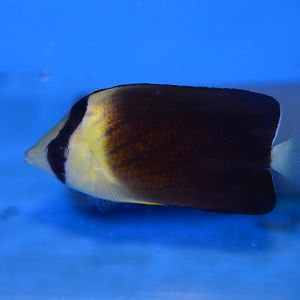 Blackburn's butterflyfish (Chaetodon blackburnii)