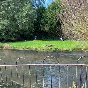 Marabou enclosure 241023