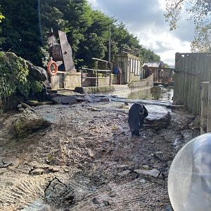 Penguin Shore 241023