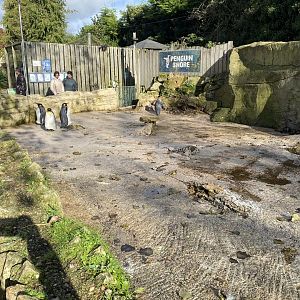 Penguin Shore 241023