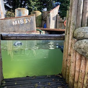 Penguin Shore 241023