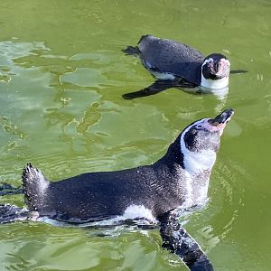 Humboldt penguins 241023