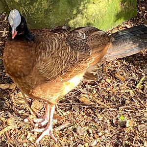 Northern helmeted curassow female 241023