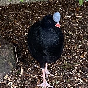 Northern helmeted curassow male 241023