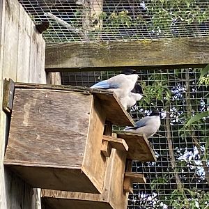 Asian azure-winged magpies 241023