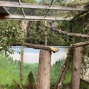 Owl Parliament - Great grey owl aviary 241023