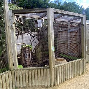 Owl Parliament - Spectacled owl aviary 241023