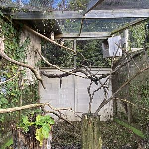 Owl Parliament - Spectacled owl aviary 241023