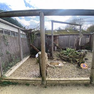 Owl Parliament - Snowy owl aviary 241023