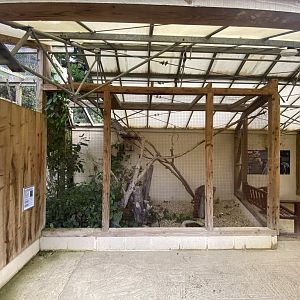 Owl Parliament - Indian scops-owl aviary 241023