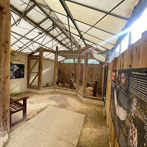 Owl Parliament - Burrowing owl aviary 241023