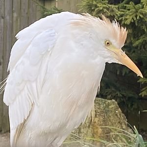 Western cattle egret 241023