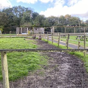 Common emu enclosure 241023