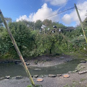 Mixed aviary for large wading birds and Waterfowl 241023