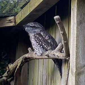 Tawny frogmouth 241023