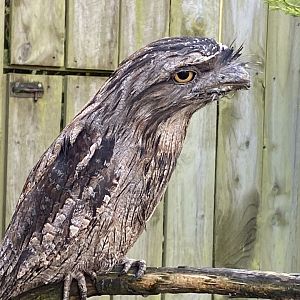 Tawny frogmouth 241023