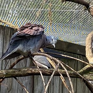 Red turtle dove 241023