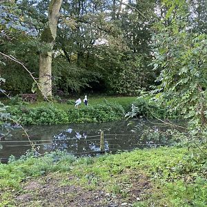 European white stork enclosure 241023