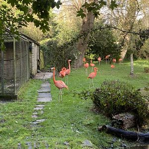 American flamingo enclosure 241023
