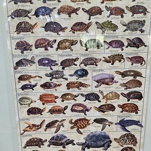 Woodford Cedar Run - Turtles of the world