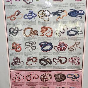 Woodford Cedar Run - Snakes of North America