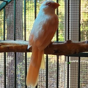Woodford Cedar Run - Albino Northern Cardinal