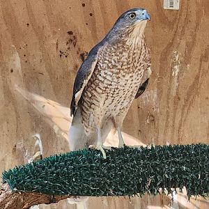Woodford Cedar Run - Cooper's Hawk