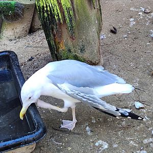 Woodford Cedar Run - Herring Gull