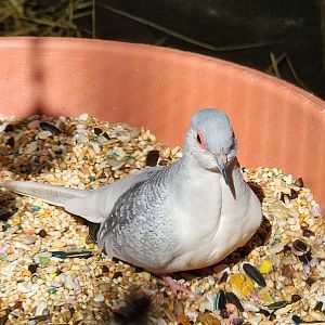 Popcorn Park Zoo - Diamond Dove