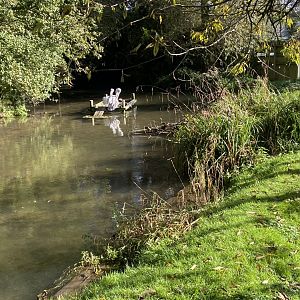 Pink-backed pelican enclosures 241023