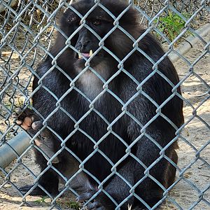 Popcorn Park Zoo - Hybrid macaque