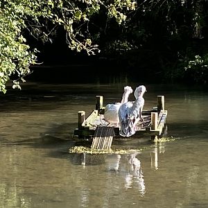 Pink-backed pelicans 241023