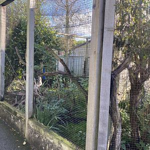 Red-legged seriema aviary 241023