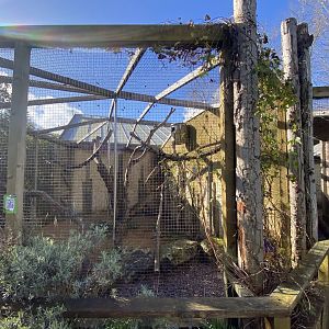 Scarlet macaw aviary 241023