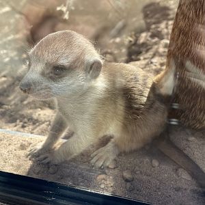 Baby meerkat