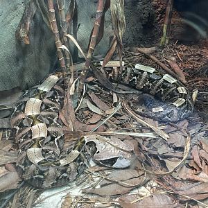 Gaboon viper (Bitis rhinoceros)