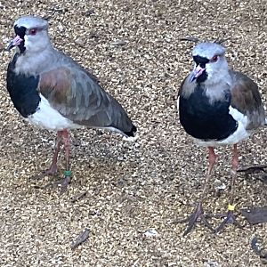 Southern lapwings 241023