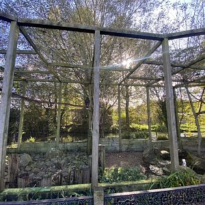 Striated caracara aviary 241023