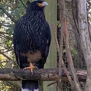 Striated caracara 241023