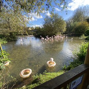 Greater flamingos 241023