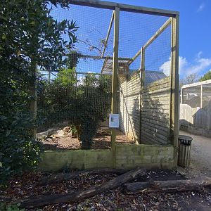 Out of Africa - Mackinder’s eagle-owl aviary 241023