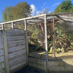 Out of Africa - Northern white-faced owl aviary 241023