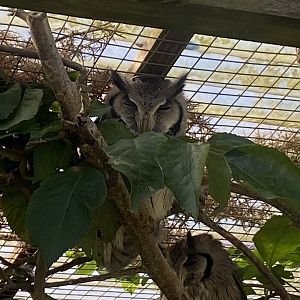 Out of Africa - Northern white-faced owl 241023