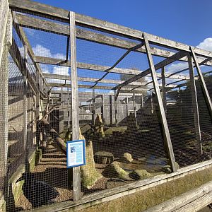 Out of Africa - Southern ground hornbill aviary 241023